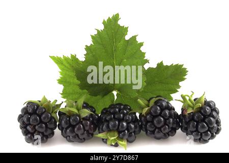 Blackberries with leaves isolated on white background Stock Photo