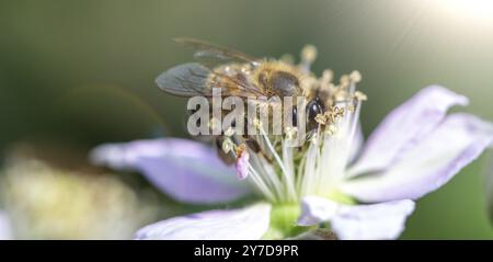 The bee collects nectar on blackberry flowers Stock Photo