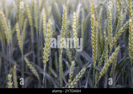 Spikelet of wheat on a background of crops with drops of morning dew. Selective focus Stock Photo