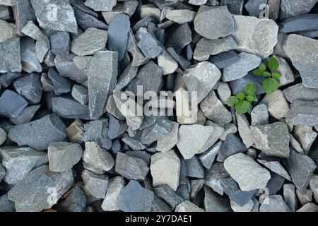 Top view on different grey stones, small granite pebbles, variety of garden natural rock and green leaves among them. Textured background. High quality photo Stock Photo