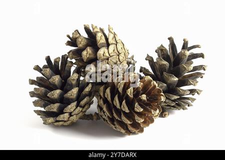 Pine cones isolated on white background Stock Photo