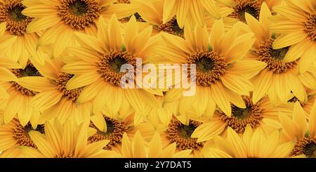 Sunflower pattern, pattern of yellow flowers Stock Photo