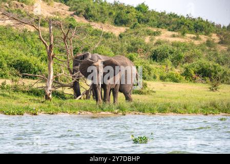 Elephants  in Queen Elizabeth National Park Uganda. Stock Photo