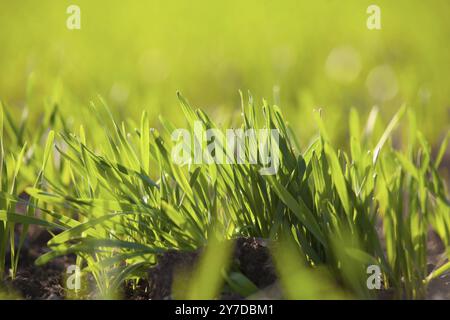 A bunch of sprouted wheat grain, green leaves of young sprouts of winter wheat on an agricultural field Stock Photo