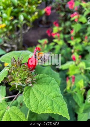 Hummel sammelt an einer roten Beerenmalve Nektar Stock Photo