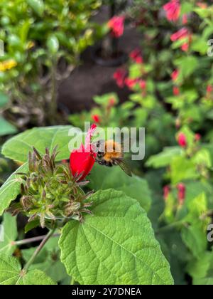 Hummel sammelt an einer roten Beerenmalve Nektar Stock Photo