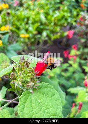 Hummel sammelt an einer roten Beerenmalve Nektar Stock Photo