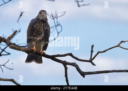 A bird is perched on a branch, looking down at its prey. The sky is clear and blue, and the bird appears to be focused on its task Stock Photo