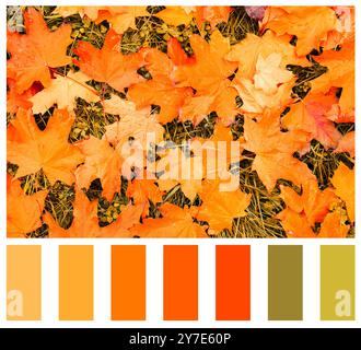 Autumn color matching palette. Orange, red, grey, beige color swatches ...