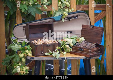A rustic scene featuring wooden boxes filled with nuts and dried leaves, surrounded by hop vines. An open violin case adds a musical touch in this out Stock Photo