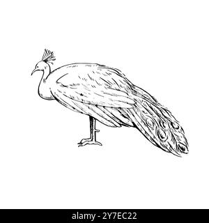 Illustration of black and white peacock male in engraving style. Vintage ink illustration isolated on white background. Stock Vector