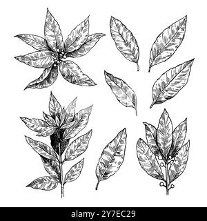 Set of bay leaf illustrations. Branches and leaves of laurel plants. Laurus nobilis hand drawing in retro engraving style. Stock Vector