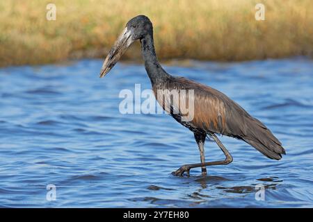 An African openbill stork (Anastomus lamelligerus) in shallow water, Chobe National Park, Botswana Stock Photo