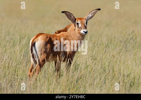 African Roan antelope calf (Hippotragus equinus Stock Photo - Alamy