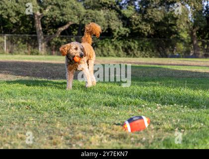 A young Goldendoodle playing  in a green yard Stock Photo