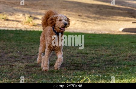 A young Goldendoodle playing  in a green yard Stock Photo