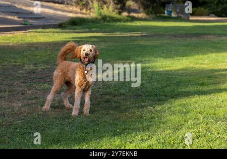 A young Goldendoodle playing  in a green yard Stock Photo