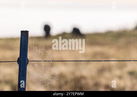 Spider Web with dew on a fence post Stock Photo