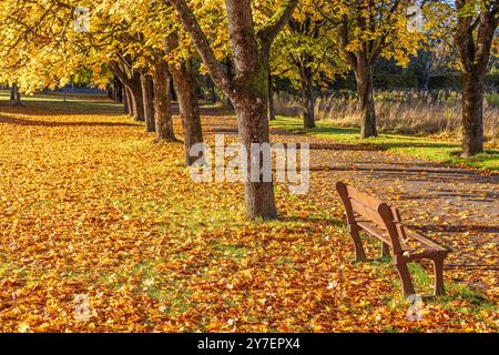 Tree avenue with an empty park bench a sunny autumn day Stock Photo