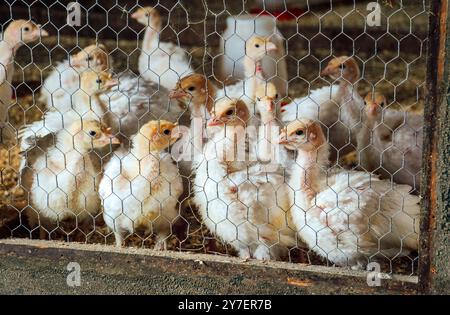 Photography of young baby turkeys in a barn at a hobby farm Stock Photo