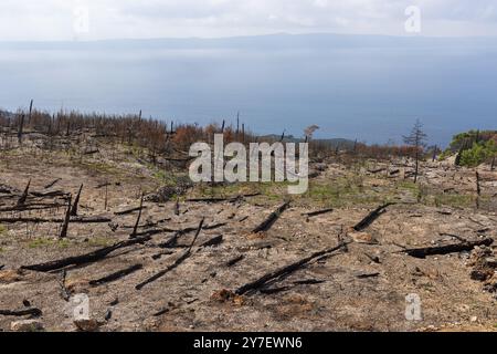 Burned pine forest after large fire in Biokovo NP, Croatia Stock Photo