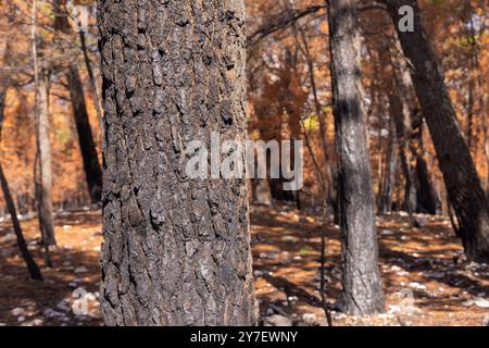Burned pine forest after large fire in Biokovo NP, Croatia Stock Photo