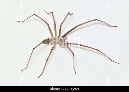 Giant house spider (Eratigena atrica) in a bath. September, Kent, UK Stock Photo