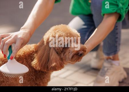 woman brushing brown maltipoo dog's fur with special brush outdoors, dog grooming concept, toy poodle Stock Photo