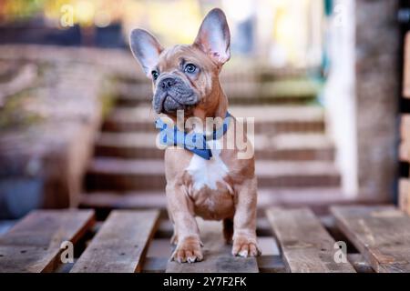 Young blue red fawn French Bulldog dog puppy wearing blue bow tie Stock Photo