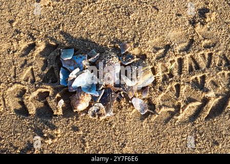 Broken shells on sand Stock Photo