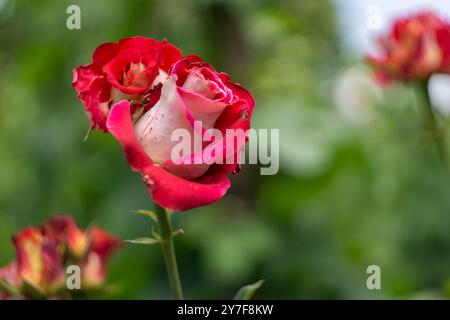 Blooming light pink rose on green blurred background Stock Photo