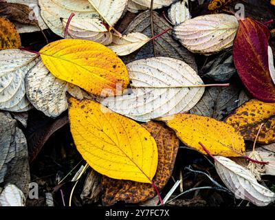 The bright golden colours of fallen dogwood leaves Stock Photo
