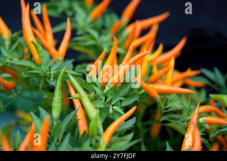 orange chilli peppers plant, green leaves on dark background, norfolk, england Stock Photo