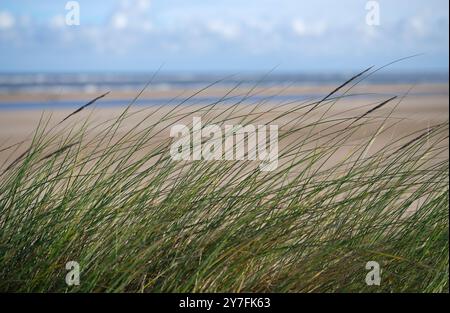 marram grass on sand dunes, holkham, north norfolk, england Stock Photo