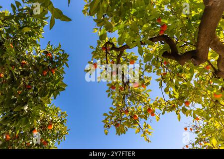 An abundance of oranges growing on trees in Seville, with a blue sky overhead Stock Photo