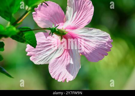 Close-up view of pink hibiscus flower Stock Photo