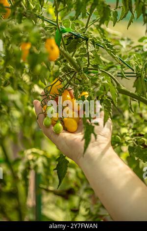 Farmer is checking the ripeness of tomatoes growing in a greenhouse Stock Photo