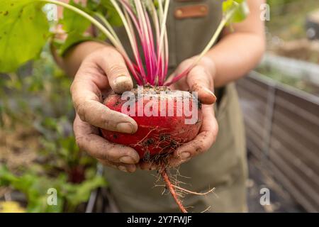 Farmer holding freshly harvested beetroot in garden Stock Photo