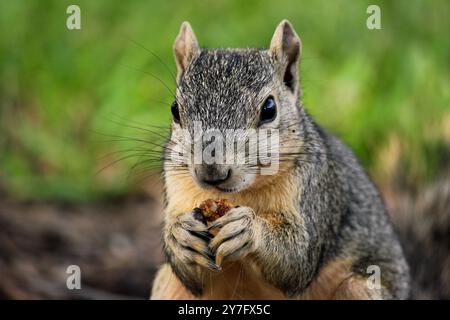 Front view Squirrel close up holding a nut by it's face Stock Photo