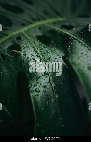 Close up water drops on monstera leaves in dark background Stock Photo