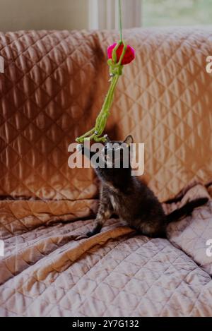 Dark grey kitten playing with cat toy on covered couch on farm Stock Photo