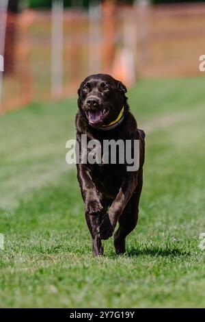 Chocolate Labrador Retriever Lab Running Lure Course Dog Sport Stock Photo