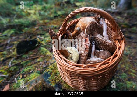 A wicker basket is full of various edible mushrooms gathered from a forest. The scene highlights the hobby of mushroom foraging in a natural woodland Stock Photo