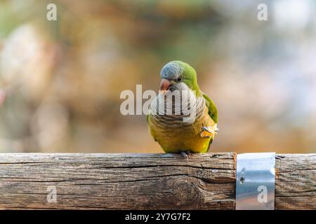 A monk parakeet (Myiopsitta monachus) is perched on a railing, eating an apple. The background is vibrant and colorful. Stock Photo