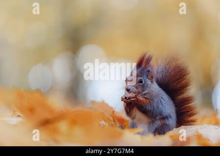 A red squirrel (Sciurus vulgaris) is sitting in autumn leaves in the forest, feeding. The scene captures the beautiful autumn colors and atmosphere wi Stock Photo