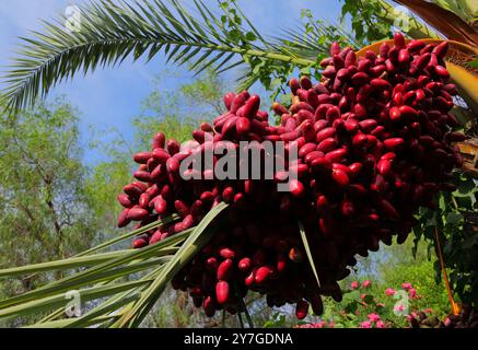 A huge bunch of Medjool or Madjool dates, growing on the palm tree. Highly sought after, they are known as the King of dates. Marrakesh, Morocco. Stock Photo