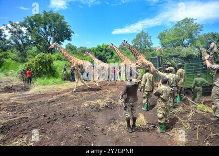 Rothchild giraffes running after being translocated in Murchison Falls National Park - Uganda Stock Photo