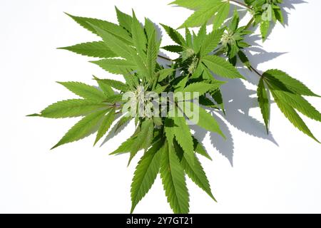 Cannabis unterliegt nicht mehr dem Betäubungsmittelgesetz (BtMG). Erwachsenen ab 18 Jahren ist es erlaubt, bis zu 3 Pflanzen zu besitzen.  Cannabis is Stock Photo