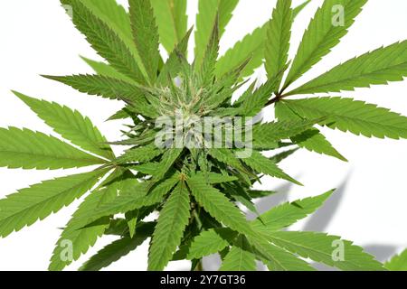 Cannabis unterliegt nicht mehr dem Betäubungsmittelgesetz (BtMG). Erwachsenen ab 18 Jahren ist es erlaubt, bis zu 3 Pflanzen zu besitzen.  Cannabis is Stock Photo