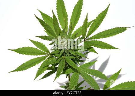 Cannabis unterliegt nicht mehr dem Betäubungsmittelgesetz (BtMG). Erwachsenen ab 18 Jahren ist es erlaubt, bis zu 3 Pflanzen zu besitzen.  Cannabis is Stock Photo